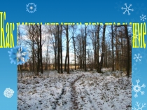 Как разные животные готовятся к зиме