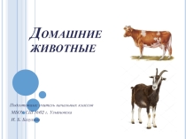 Домашние животные