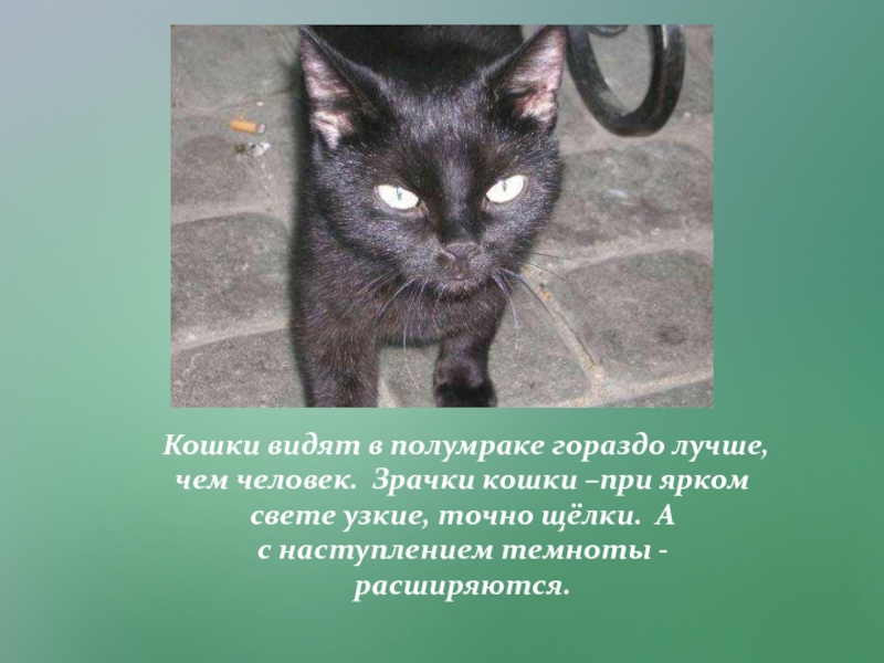 Презентация Исследовательский проект Любимый питомец - кошка. Кошки видят в полумраке гораздо лучше, чем человек. Зрачки кошки Кошки видят в полумраке гораздо лучше, чем человек. Зрачки кошки –при ярком свете узкие, точно щёлки.