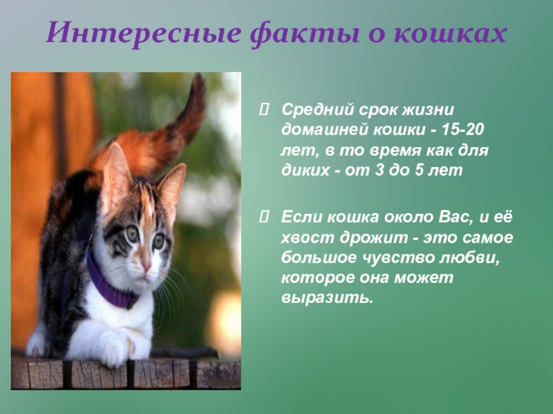 Презентация Исследовательский проект Любимый питомец - кошка. Интересные факты о кошках Средний срок жизни домашней кошки - 15-20 Интересные факты о кошках Средний срок жизни домашней кошки - 15-20 лет, в то время как для