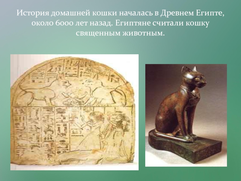 Презентация Исследовательский проект Любимый питомец - кошка. История домашней кошки началась в Древнем Египте, около 6000 лет назад. Египтяне считали кошку священным животным. История домашней кошки началась в Древнем Египте, около 6000 лет назад. Египтяне считали кошку священным животным.