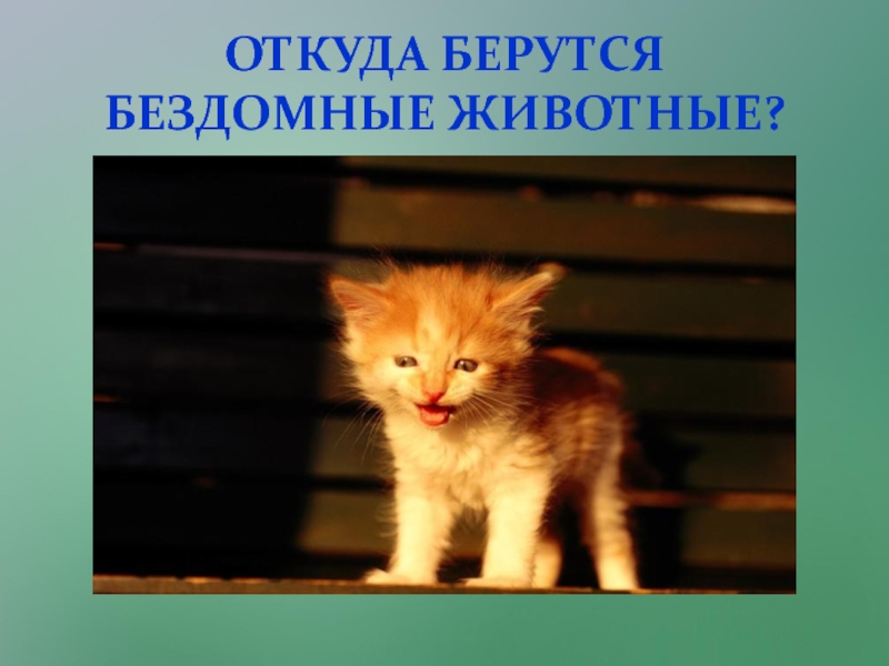 Презентация Исследовательский проект Любимый питомец - кошка. ОТКУДА БЕРУТСЯ БЕЗДОМНЫЕ ЖИВОТНЫЕ? ОТКУДА БЕРУТСЯ БЕЗДОМНЫЕ ЖИВОТНЫЕ?