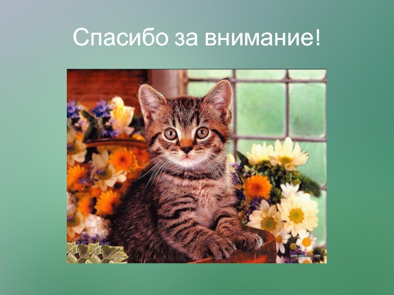 Презентация Исследовательский проект Любимый питомец - кошка. Спасибо за внимание! Спасибо за внимание!