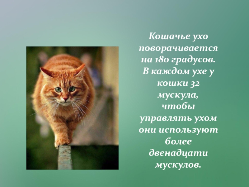 Презентация Исследовательский проект Любимый питомец - кошка. Кошачье ухо поворачивается на 180 градусов. В каждом ухе у кошки Кошачье ухо поворачивается на 180 градусов. В каждом ухе у кошки 32 мускула, чтобы управлять ухом