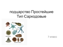 Презентация Подцарство простейшие 7 класс