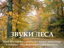 Звуки леса