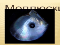 Моллюски работа ученика 3 класса.