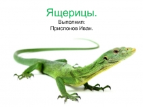 Презентация проектной работы учеников по окружающему миру и технологии на тему Ящерицы.