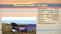 Презентация по биологии Голоса птиц