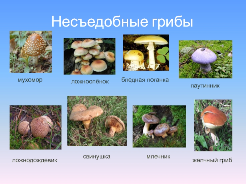 Лес полон опасностей и неожиданностей. Несъедобные грибымухомор ложноопёнокбледная поганкапаутинникложнодождевиксвинушкамлечникжелчный гриб Несъедобные грибымухомор ложноопёнокбледная поганкапаутинникложнодождевиксвинушкамлечникжелчный гриб