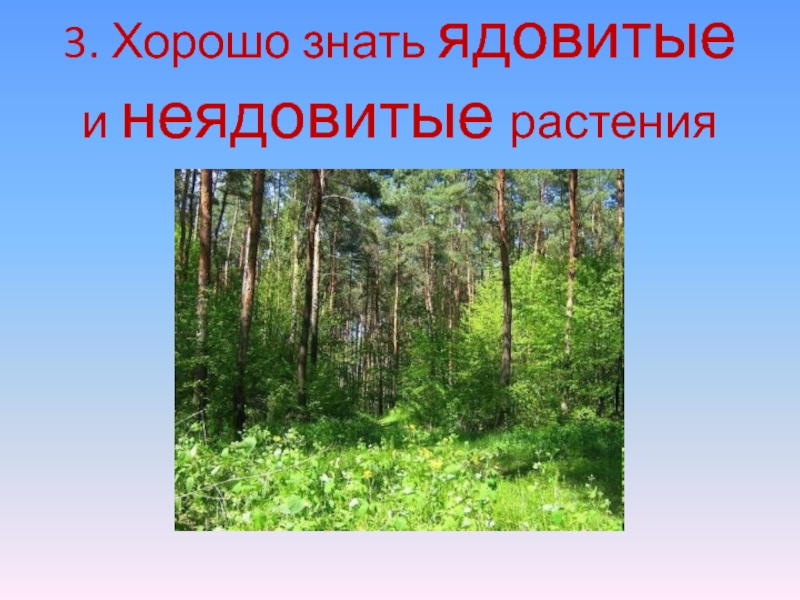 Лес полон опасностей и неожиданностей. 3. Хорошо знать ядовитые и неядовитые растения 3. Хорошо знать ядовитые и неядовитые растения