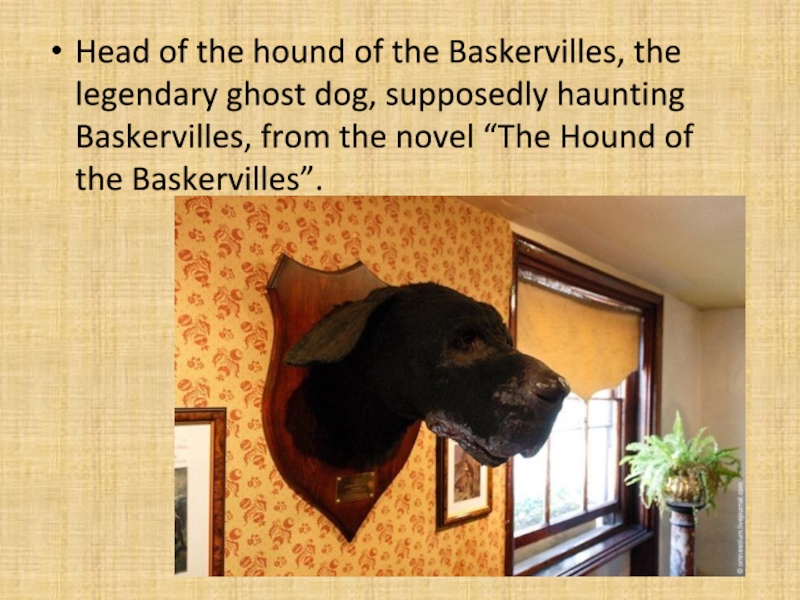 Презентация Head of the hound of the Baskervilles, the legendary ghost dog, Head of the hound of the Baskervilles, the legendary ghost dog, supposedly haunting Baskervilles, from the novel