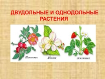 Двудольные и однодольные растения