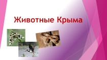 Презентация по предмету Крымоведение 4 класс на тему Животный мир Крыма