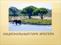 Презентация по географии на тему Национальный парк Крюгера