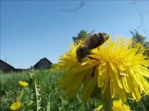 Презентация ООД Путешествие с пчелкой 2 часть