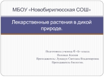 Учебный проект по биологии на тему  Лекарственные растения