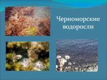 Презентация по окружающему миру на тему: Водоросли Черного моря (4 класс)