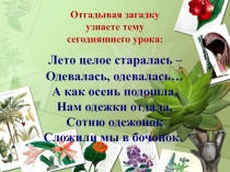 Класс Двудольные. Семейство Крестоцветные, или Капустные