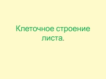 Презентация по биологии Клеточное строение листа