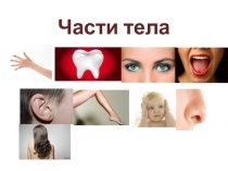 Презентация по английскому языку Части тела