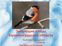 Зимующие птицы Калининградской области