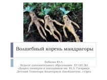 Презентация по биологии для внеурочной деятельности Волшебный корень мандрагоры