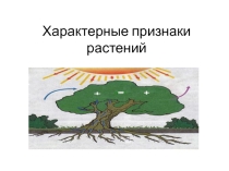 Презентация по биологии на тему Характерные признаки растений 6 класс