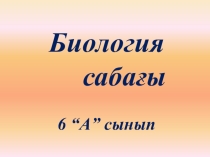 Тамыр бөлімдері - презентация