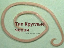 Презентация к уроку биологии в 7 классе на тему Круглые черви
