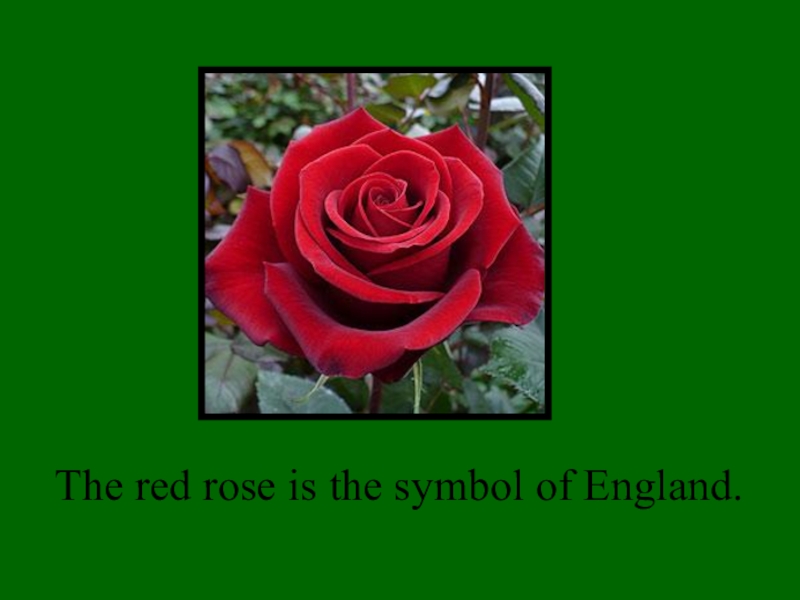 Презентация внеклассного мероприятия Saint Patric's Day The red rose is the symbol of England. The red rose is the symbol of England.