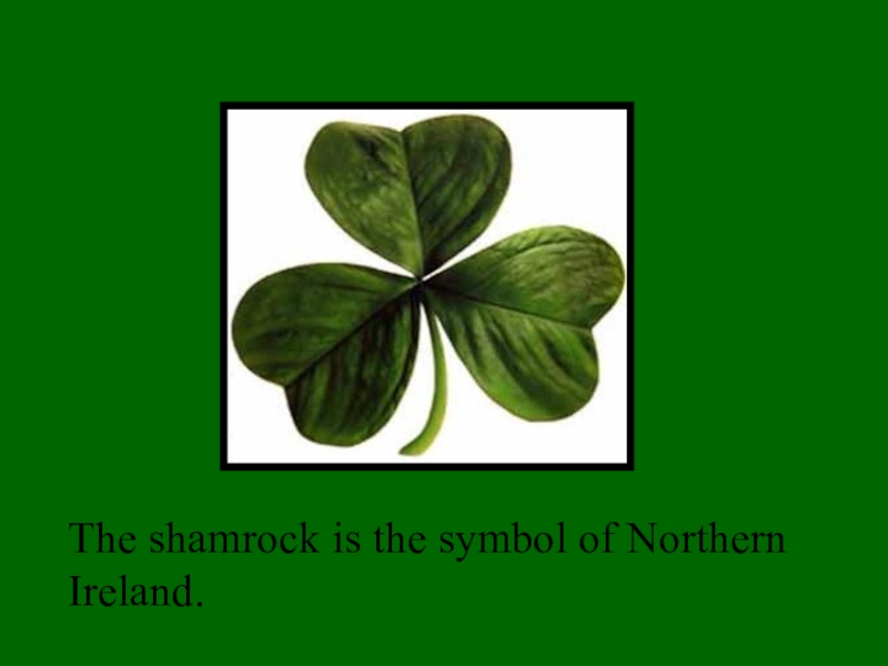 Презентация внеклассного мероприятия Saint Patric's Day The shamrock is the symbol of Northern Ireland. The shamrock is the symbol of Northern Ireland.