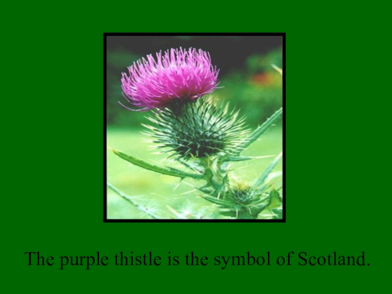 Презентация внеклассного мероприятия Saint Patric's Day The purple thistle is the symbol of Scotland. The purple thistle is the symbol of Scotland.