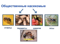 Презентация по биологии 7 класс по теме Общественные насекомые