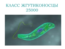 Презентация по биологии на тему Класс Жгутиконосцы