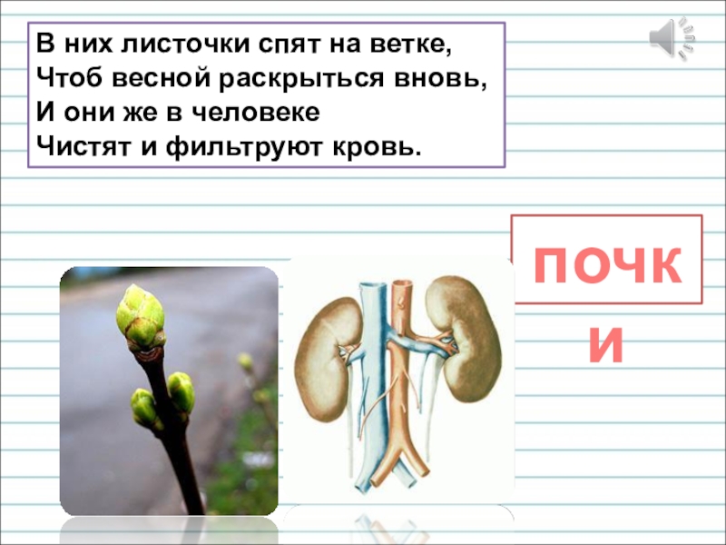 Презентация для уроков русского языка по развитию речи В них листочки спят на ветке, Чтоб весной раскрыться вновь, И В них листочки спят на ветке, Чтоб весной раскрыться вновь, И они же в человеке Чистят и