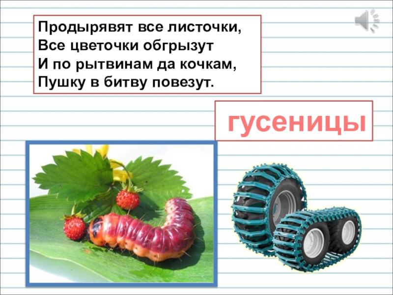 Презентация для уроков русского языка по развитию речи Продырявят все листочки, Все цветочки обгрызут И по рытвинам да кочкам, Пушку в битву повезут. гусеницы Продырявят все листочки, Все цветочки обгрызут И по рытвинам да кочкам, Пушку в битву повезут. гусеницы