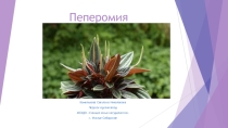 Презентация по окружающему миру Пеперомия