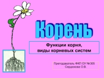Презентация и разработка урока по предмету основы агрономии на тему Корень. Функции корня, виды корневых систем.