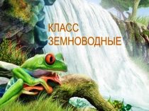 Презентация по биологии Класс Земноводные (7 класс)