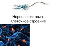 Презентация по биологии на тему Клеточное строение нервной системы. Спинной мозг (5 класс)