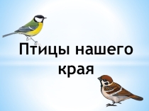Презентация Птицы нашего края