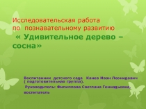 Исследовательская работа по познавательному развитию:  Удивительное дерево - сосна