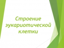 Презентация по биологии Строение эукариотической клетки