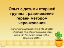 Опыт с детьми старшей группы детского сада : Размножение комнатной герани методом черенкования