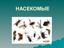 Насекомые ОНР 3,4 уровня (1класс)