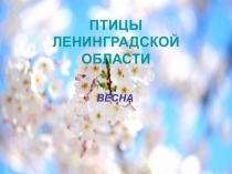 Презентация по ознакомлению с окружающим миром Птицы Санкт-Петербурга и Ленинградской области