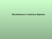 Презентация по окружающему миру для 1 класса Лиственные и хвойные деревья