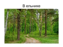 Презентация по окружающему миру 2 класс В ельнике Планета знаний