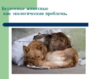 Мы в ответе за тех, кого приручили